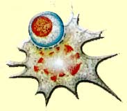 Interferon Cell