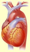 Human Heart