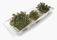 Dinosaur Plant
