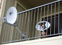 Dog Dish