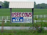 Used Cows
