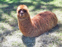Llamapillar