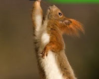 Victorious Squirrel