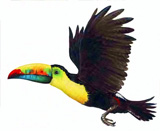 Toucan